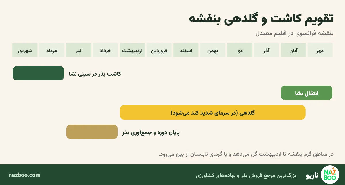 تقویم کاشت بذر، انتقال نشا و گلدهی گل بنفشه