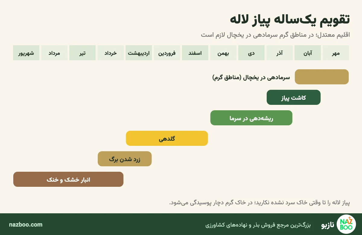 تقویم یک‌ساله کاشت، گلدهی و انبار پیاز گل لاله