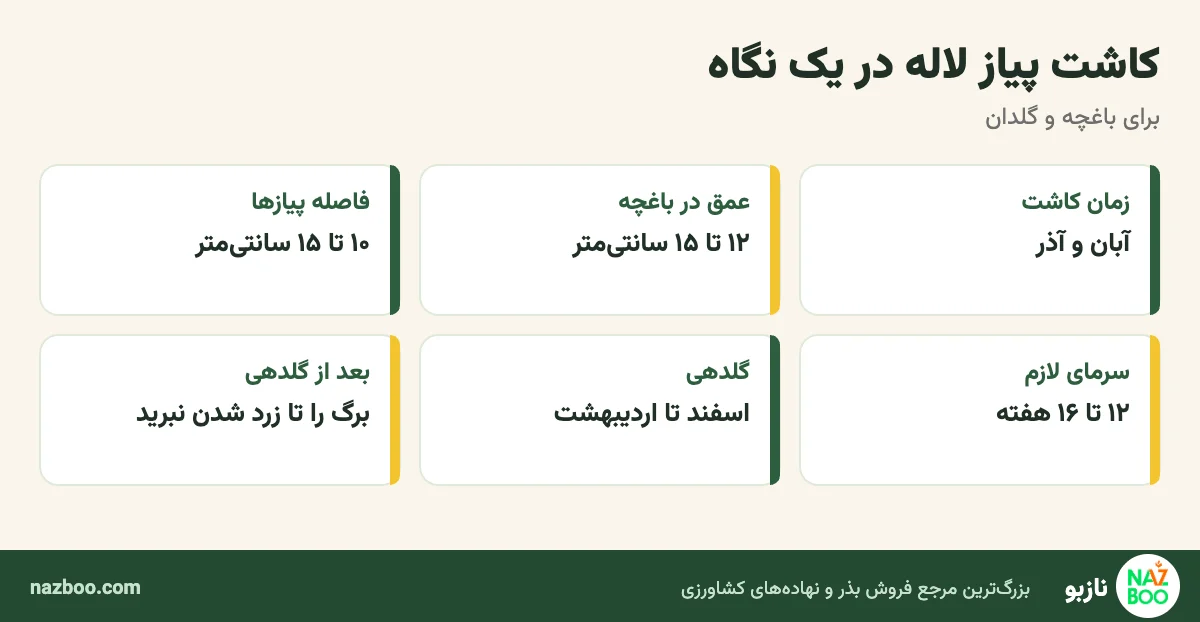 عمق، فاصله و زمان کاشت پیاز لاله