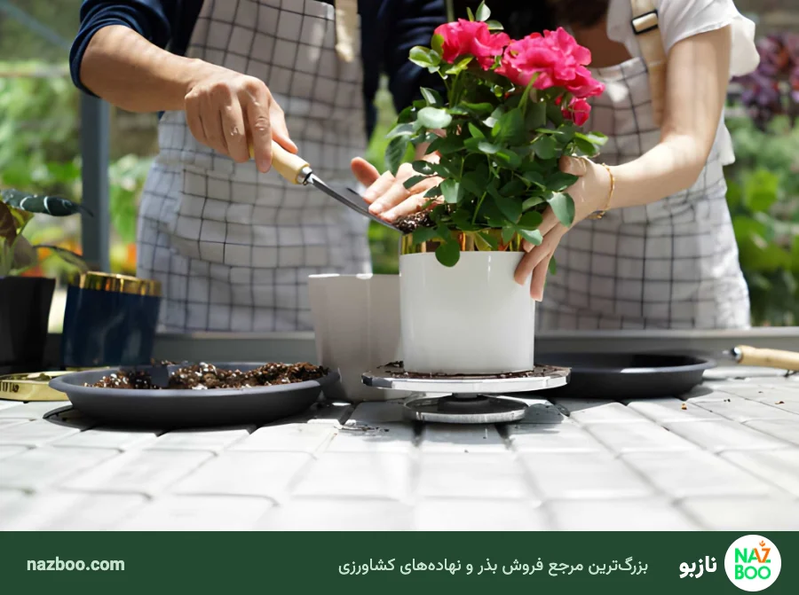 تعویض گلدان گیاه بدون آسیب به ریشه