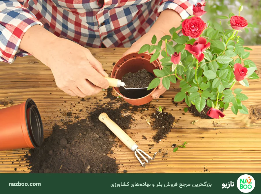 انتقال گل رز از گلدان به باغچه