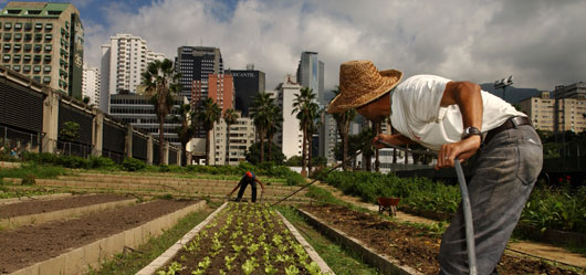 کشاورزی شهری