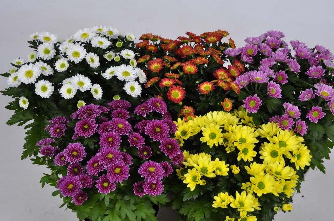 راهنمای نگهداری و مراقبت از گل داوودی - تکثیر گل داوودی