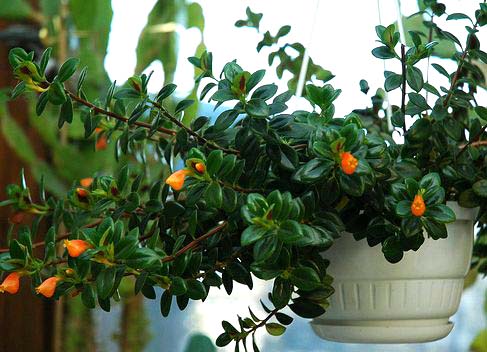 گل کریسمس شرایط نگهداری