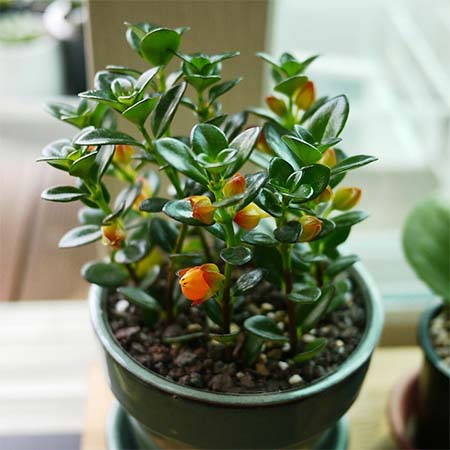 گل کریسمس شرایط نگهداری