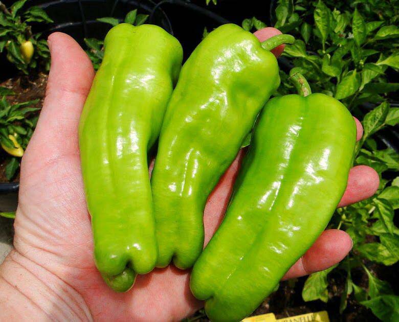 بذر فلفل سه دماغه Cubanelle Pepper