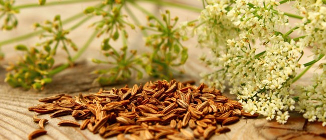 Grow-caraway