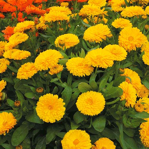 بذر گل همیشه بهار و نحوه کاشت آن