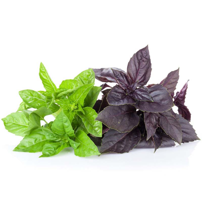 بذر ریحان ویولتا بنفش ایتالیایی Violetto Basil