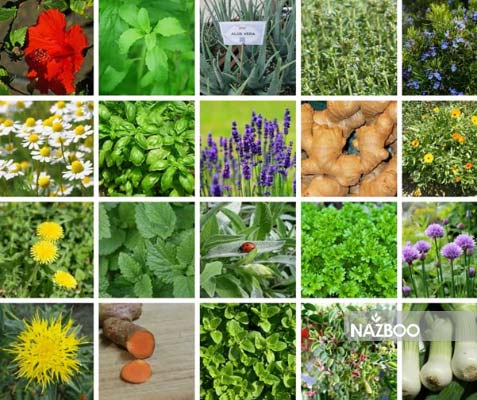معرفی و کاشت 35 گیاه دارویی با اسم و خواص آنها