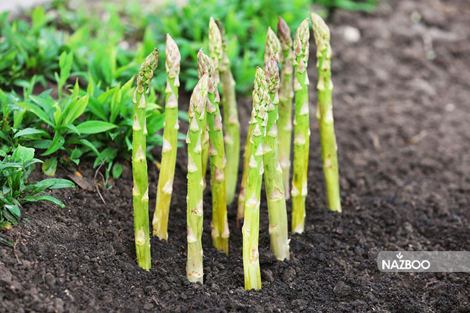 خرید بذر مارچوبه | Asparagus