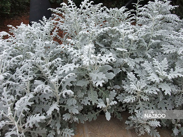 بذر گل ابری نقره ای