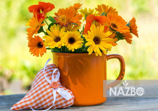 بذر گل همیشه بهار