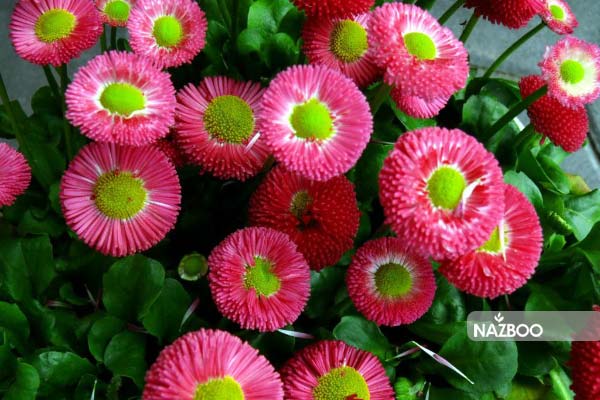 بذر مینا چمنی
