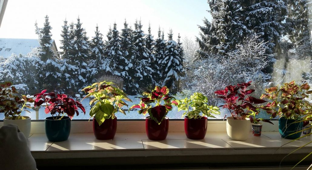 گیاهان آپارتمانی مقاوم به سرما