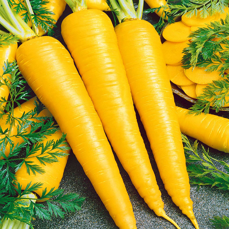 بذر هویج زرد یا زردک | Yellow Carrot