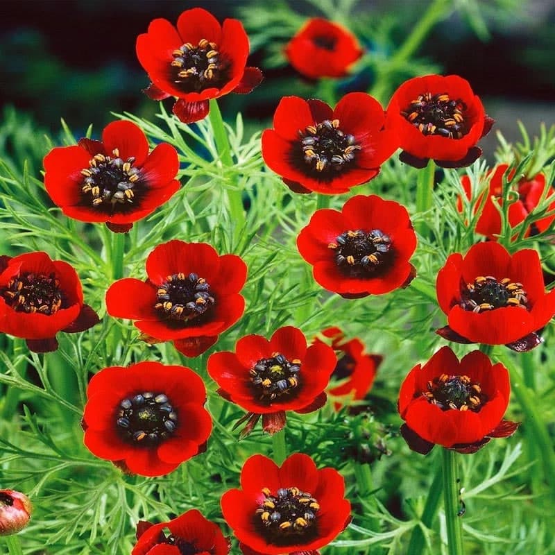بذر گل آدونیس - نازبو | پایگاه اطلاع رسانی گل و گیاه و لوازم وابسته