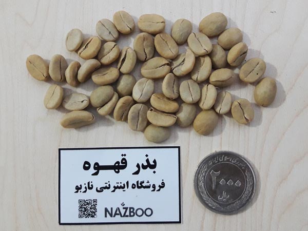 بذر قهوه عربی