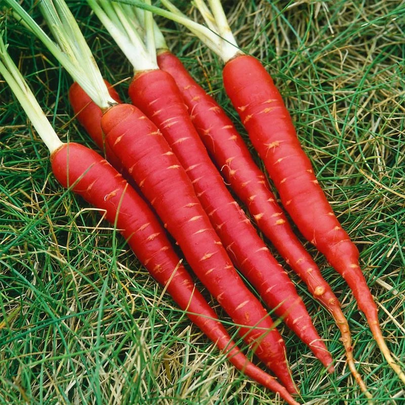 بذر هویج قرمز |Red Carrot