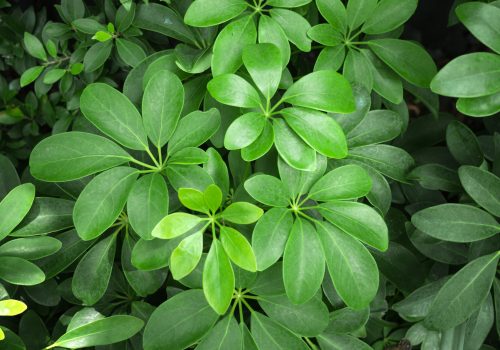 معرفی گل شفلرا شفلرا