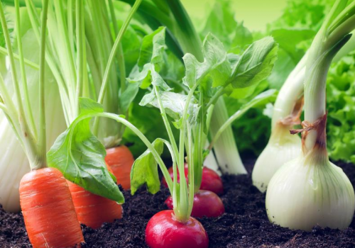 کاشت و برداشت سبزیجات